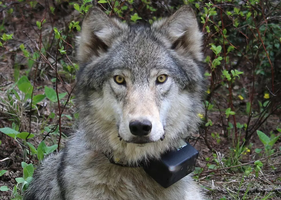 Oregon authorities kill wolf following cattle attacks