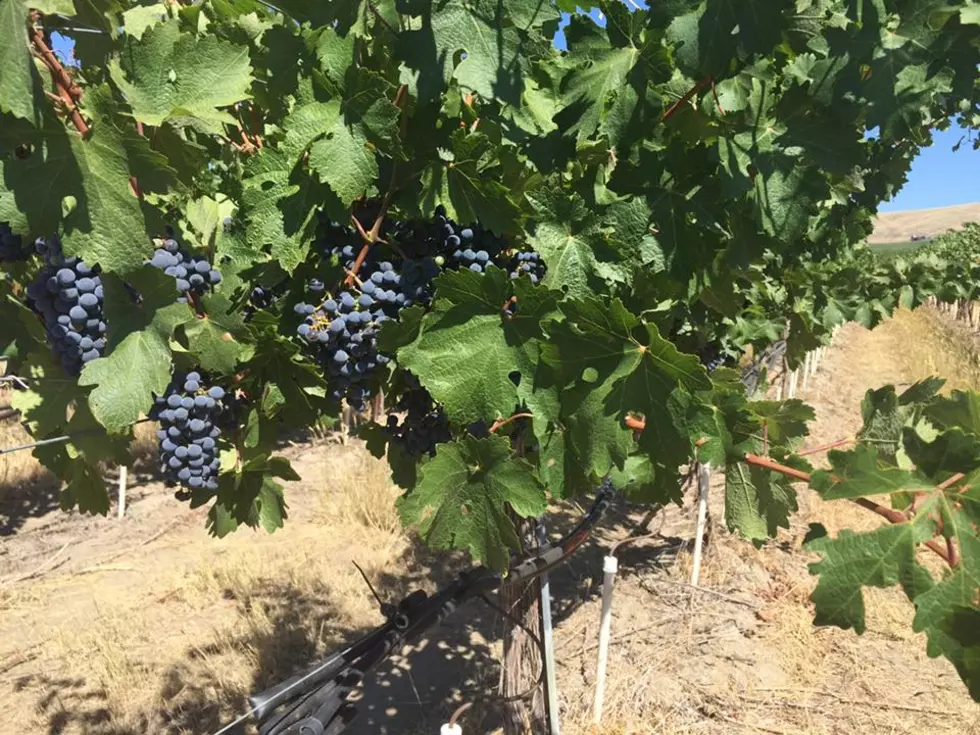 Wine grape harvest last year down 16 percent from 2016