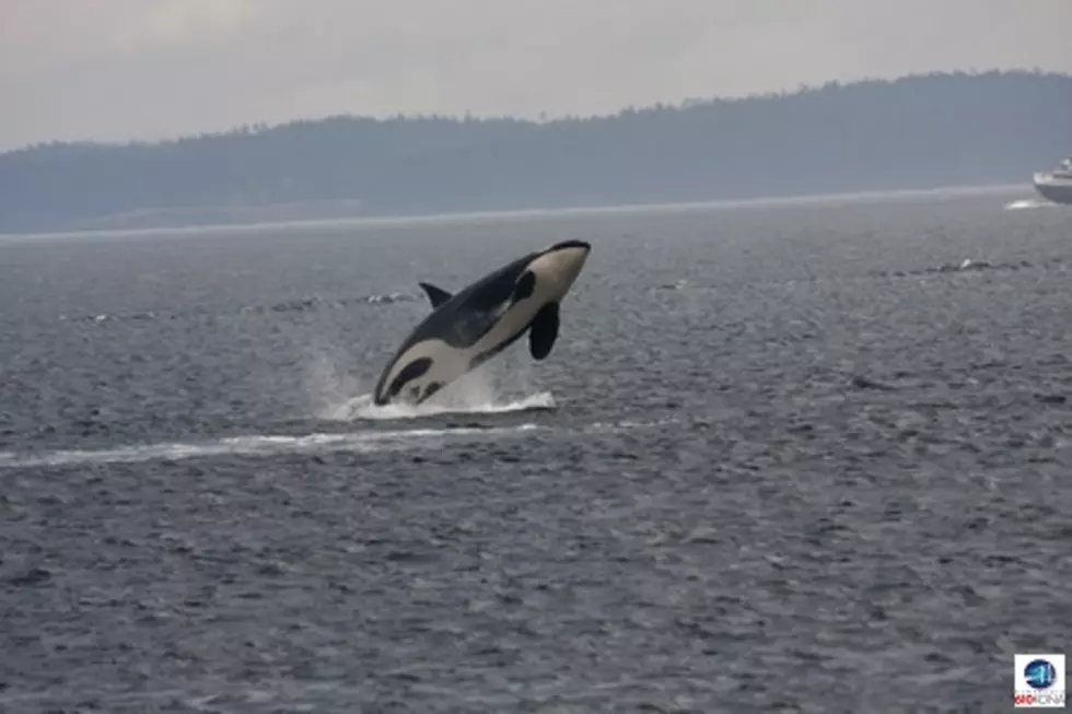Washington governor set to sign order on orca protections