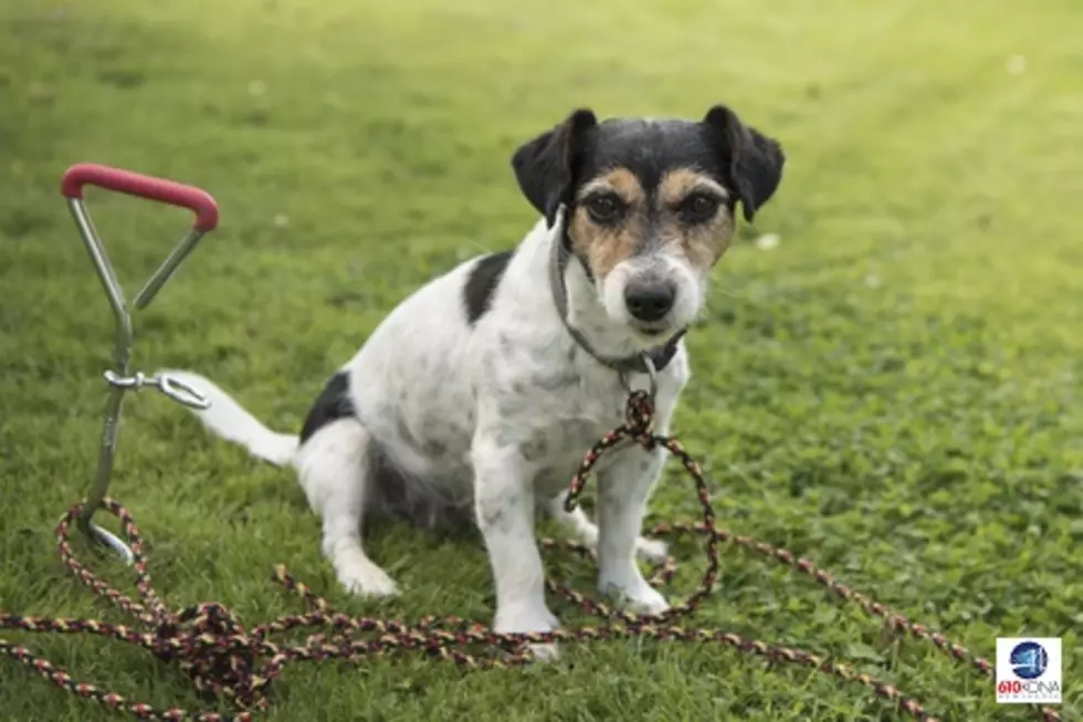 New bill signed into law protecting tethered dogs