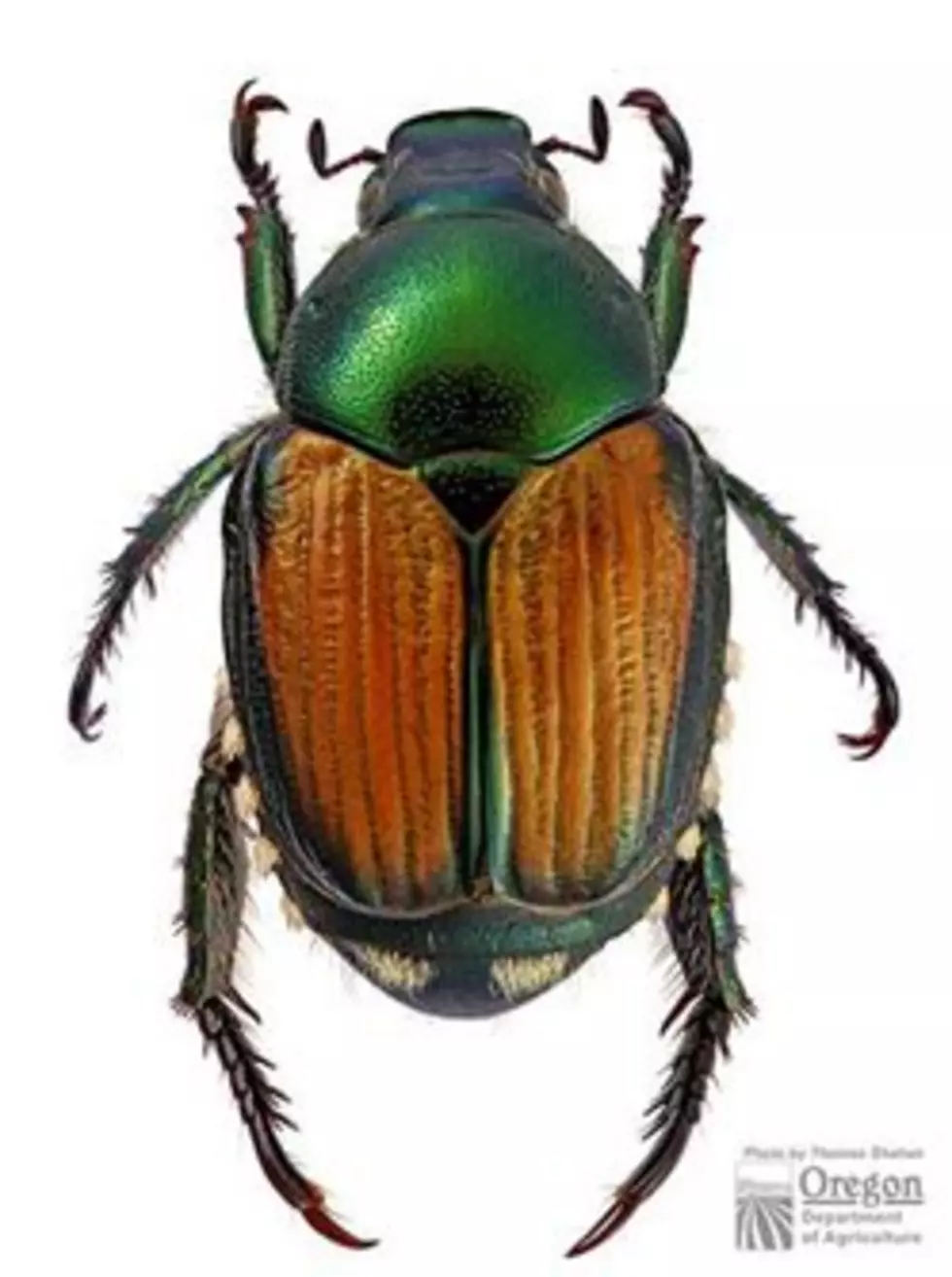 So it Begins: WA Ag Officials Catch Summer’s First Pair of Japanese Beetles in Grandview