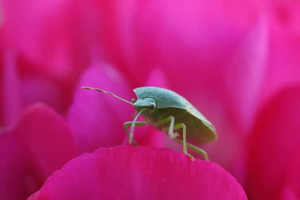 Climate Change To Increase Stink Bug Numbers