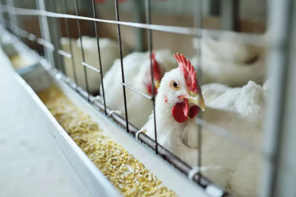 Avian Flu Preliminarily Detected at One Tri-Cities Area Facility