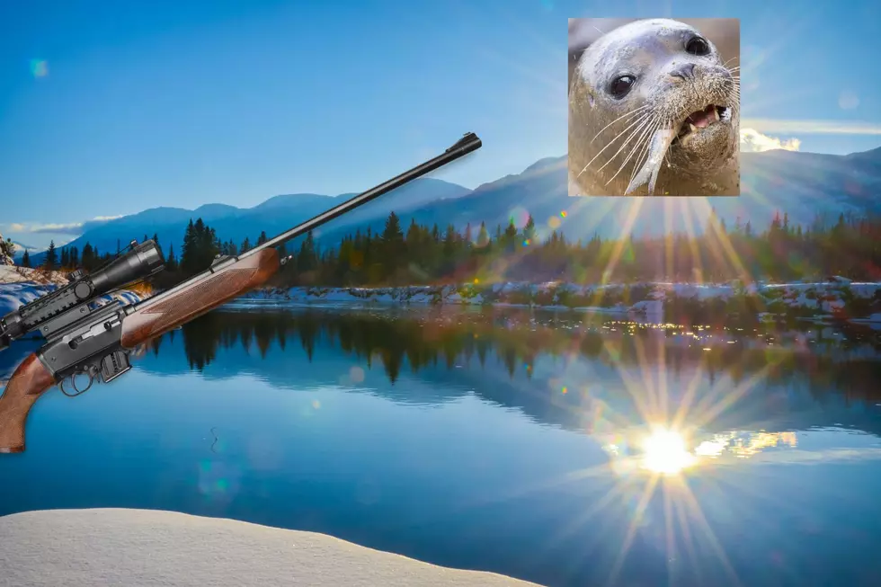 Sea Lion Removal has made Great Strides in Saving Salmon
