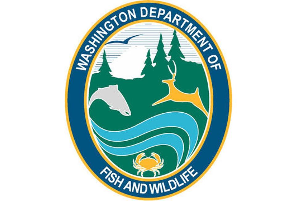 WDFW to Hear Updates on Wolves, Elk and More