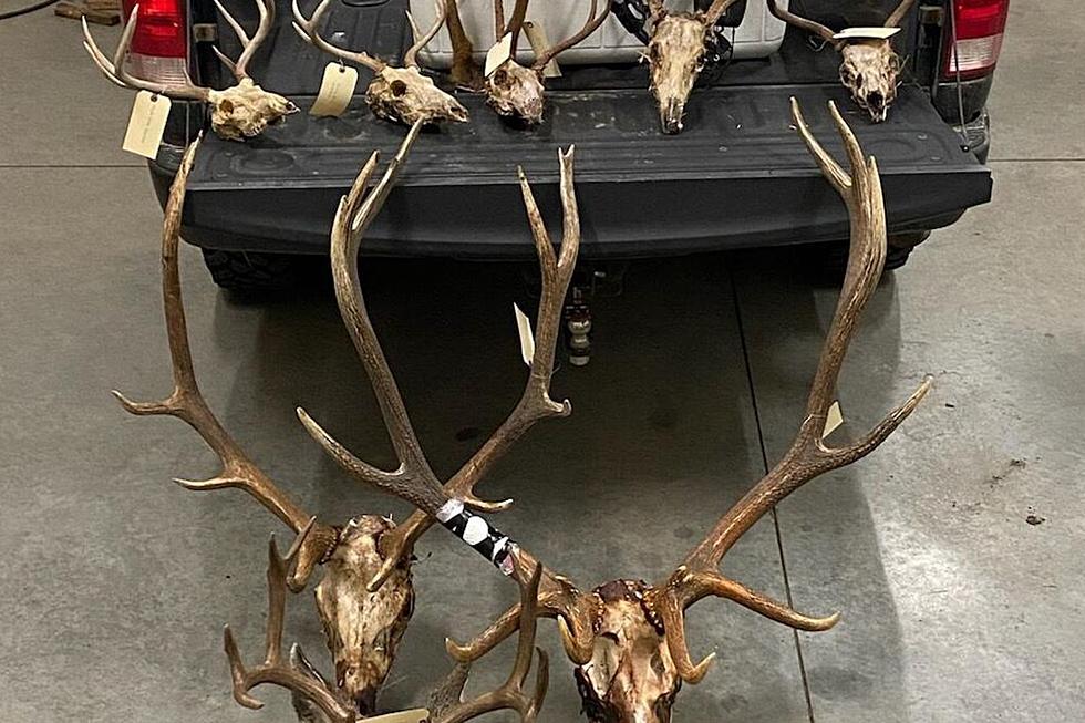 Oregon Elk & Deer Poacher Gets Jail Time & Hefty Fine