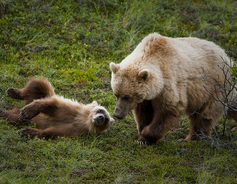 Talks To Return Grizzly Bears to the North Cascades Underway