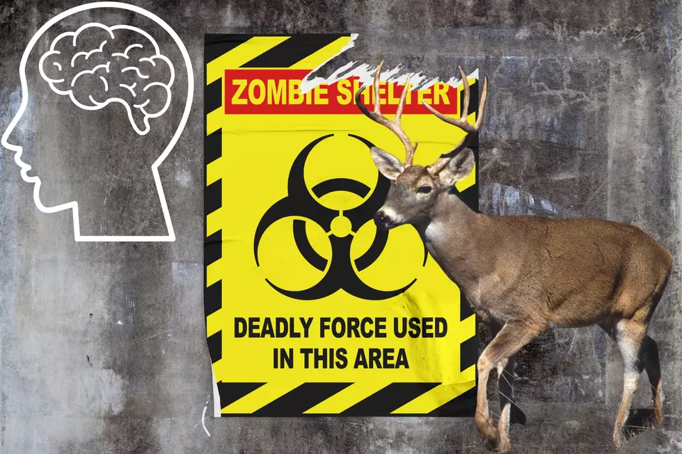 Can Humans Get Infected From ‘Zombie’ Deer Meat?  We Now Know.