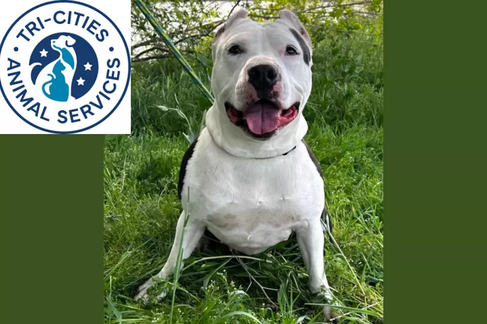 Meet Mona, The Lovable Pit Bull Ready For A Forever Home