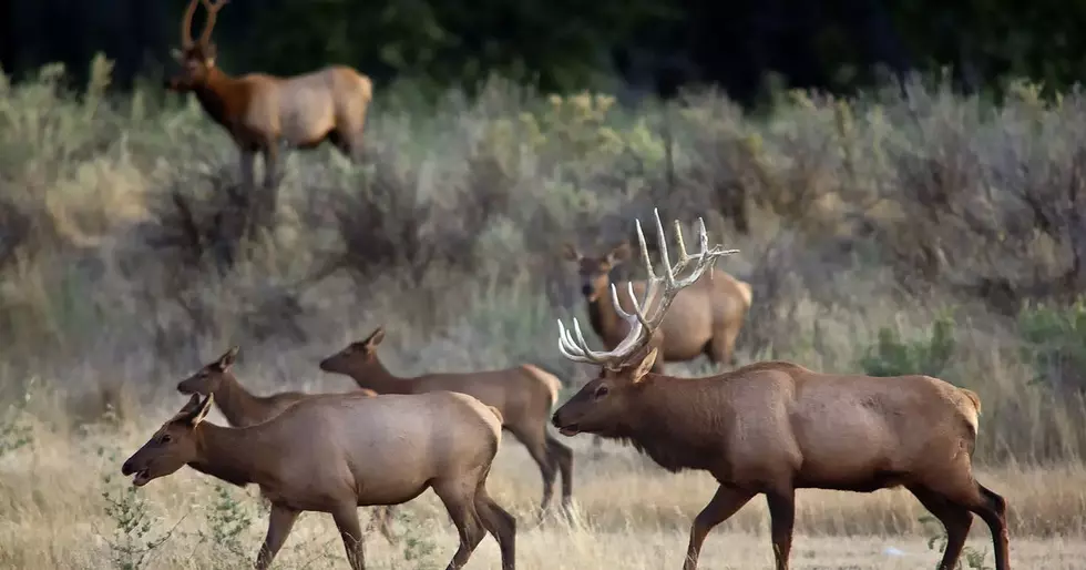 Elk Management Legislation Signed