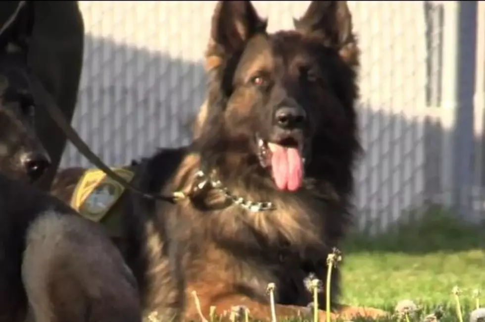 New K9 Chewbacca Nabs Suspect Second Day on Duty