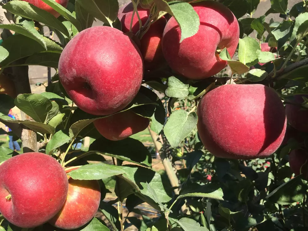 Inspections, Not Tariffs, Stopping Washington Apples from China