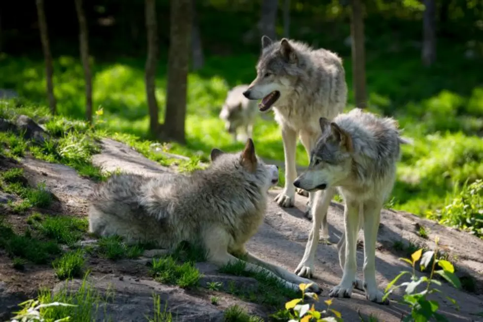 Woman Surrounded By Wolf Pack, Rescued in Okanogan County