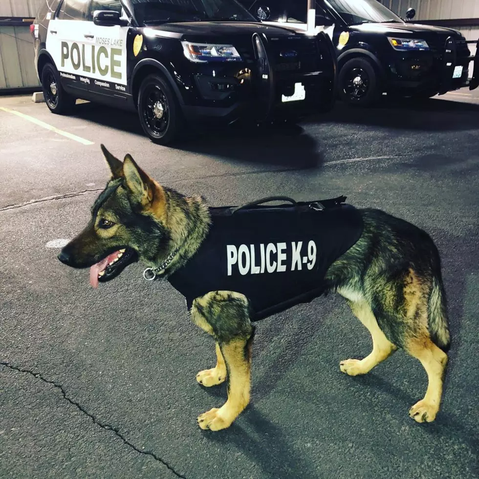 Soap Lake Police Discussing Possible K9 Addition