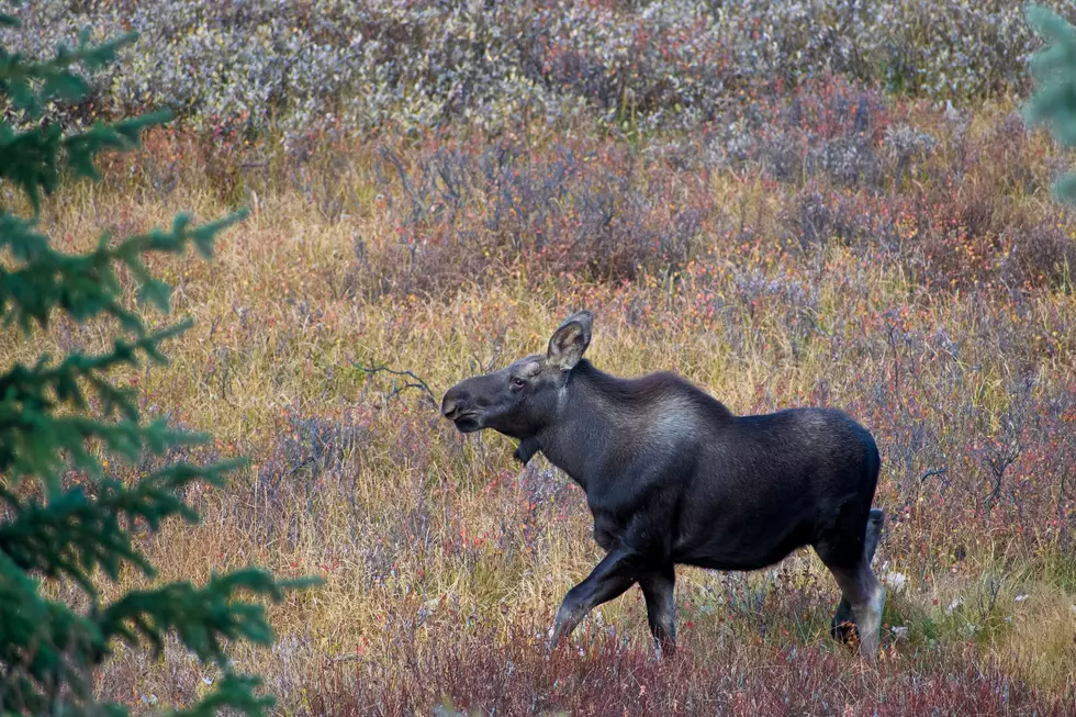 WDFW, Chelan PUD and State Parks Issue Warning of Moose in Horan Natural Area