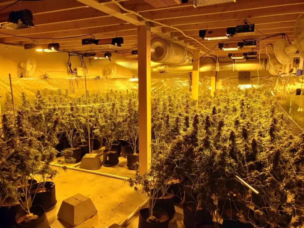 Multiple Law Enforcement Agencies Bust Illegal Marijuana Grow in Easton
