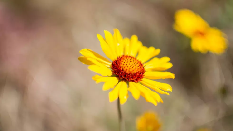 Be Prepared if Venturing into the National Forest to See Spring Wildflowers