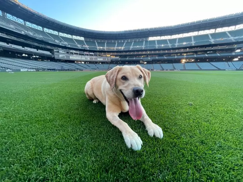 Seattle Mariners Adopt Cashmere Rescue Dog