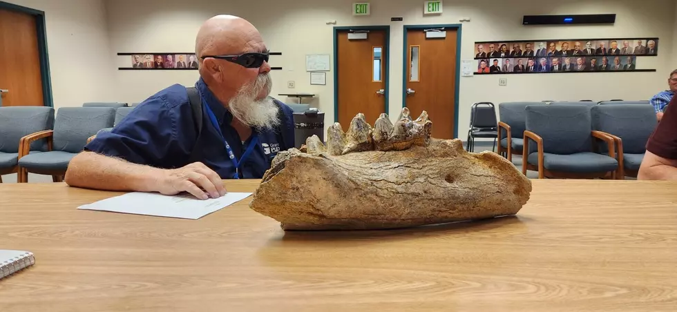 6-million-year-old Mastodon Jawbone Going To Wanapum Heritage Center