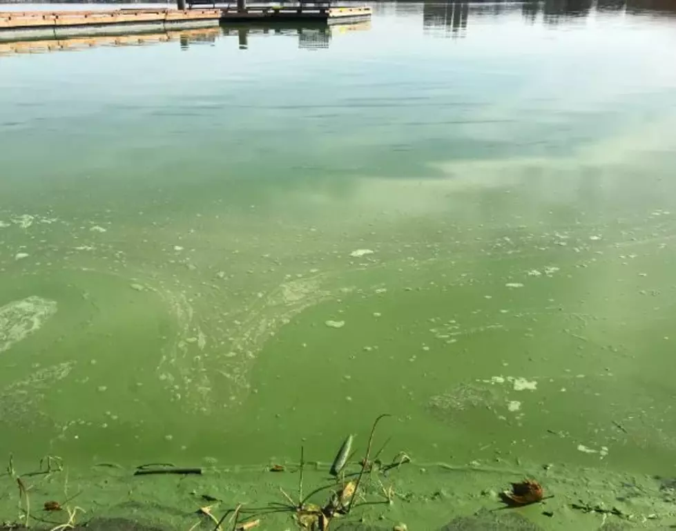 Toxic Blue-Green Algae Found In Section Of Moses Lake