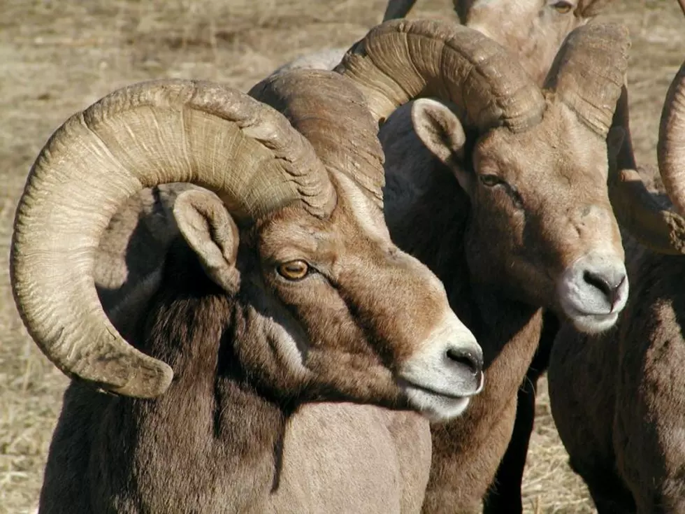 Big Horn Sheep Among Animals To Be Monitored Through GPS Collars