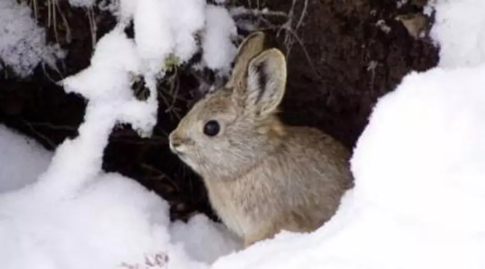 Fish and Wildlife Tracking Columbia Basin Pygmy Rabbits with Drones in Douglas and Grant Counties