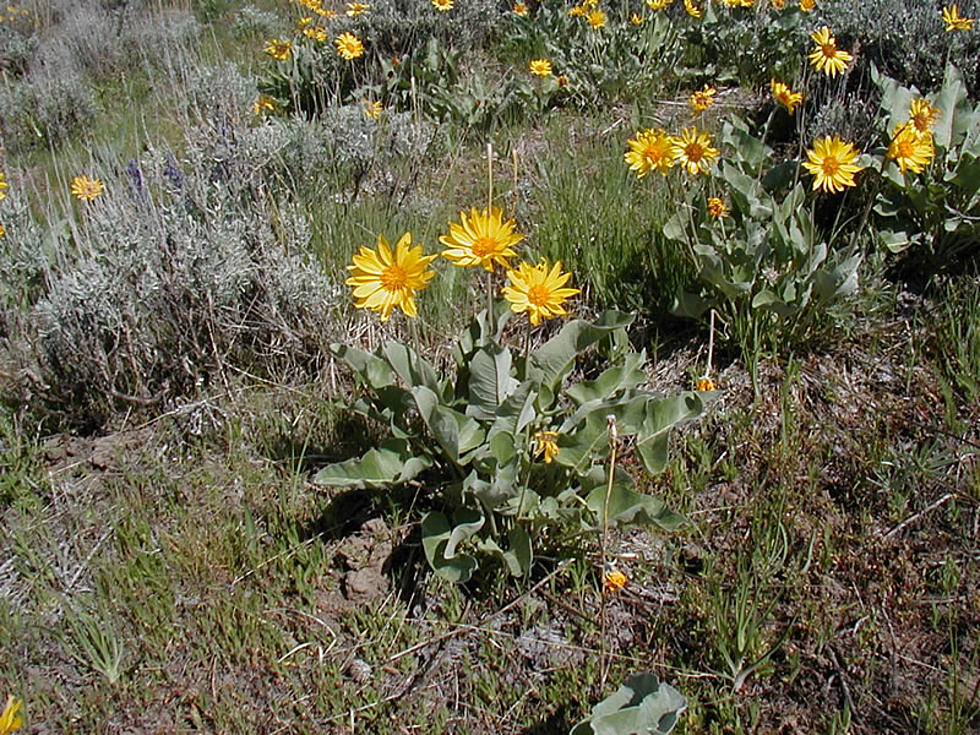 Wildflower Season Picks Up in Okanogan-Wenatchee National Forest