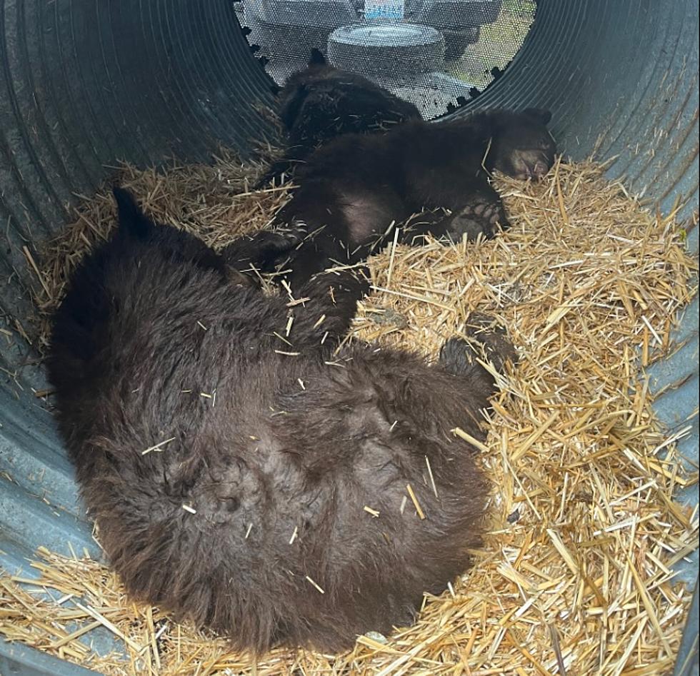 Three Black Bears Trapped, Relocated From Leavenworth Area