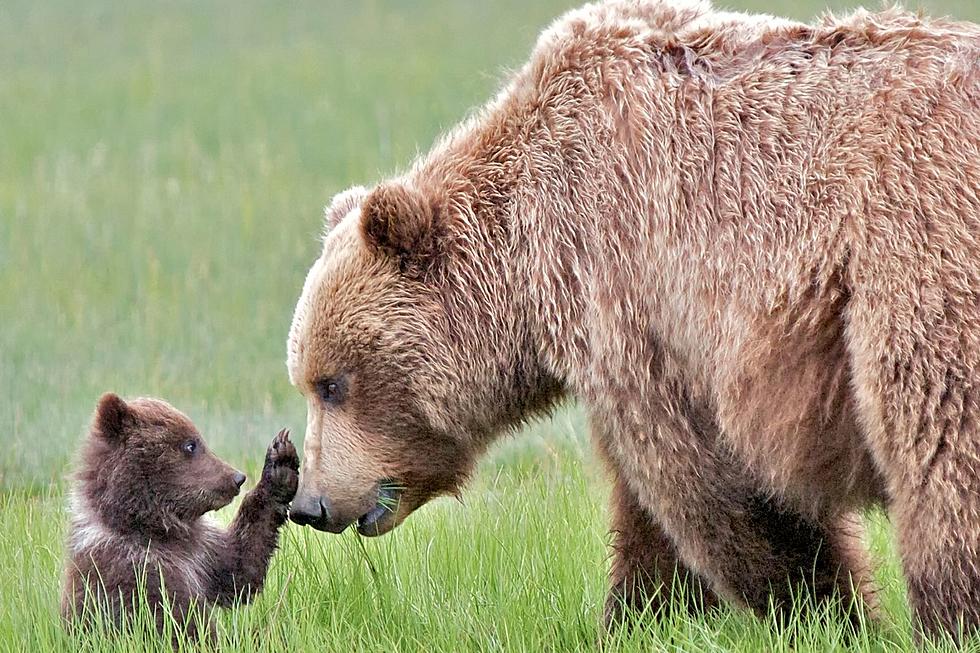 Chelan Commissioner Voices Displeasure Over Grizzly Bear Plan