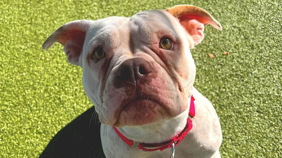 Piggy is the Wenatchee Humane Society Pet of the Week