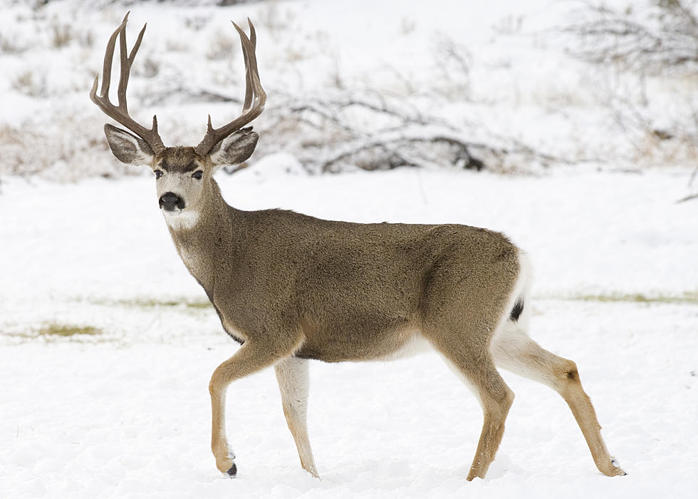 Parts Of Methow Wildlife Area Closing To Protect Wintering Mule Deer