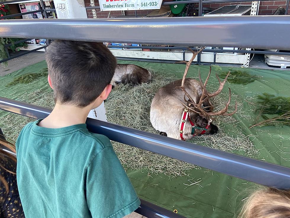Santa’s Reindeer Coming To Local Farm Store