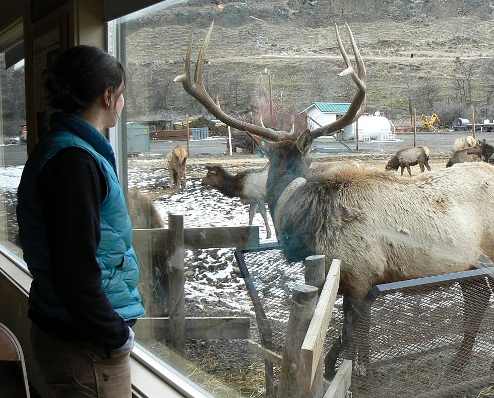 Public Invited To View Hundreds Of Elk At WDFW Feeding Area