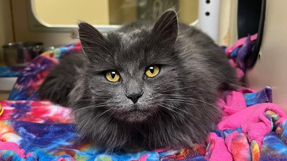 Sharee & Other Adorable Cats at Wenatchee Shelter Need Homes