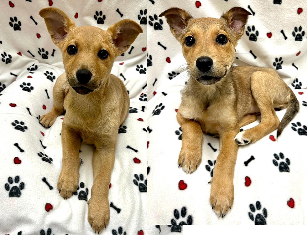 Two Adorable Puppies Chosen Wenatchee Valley Pets of the Week