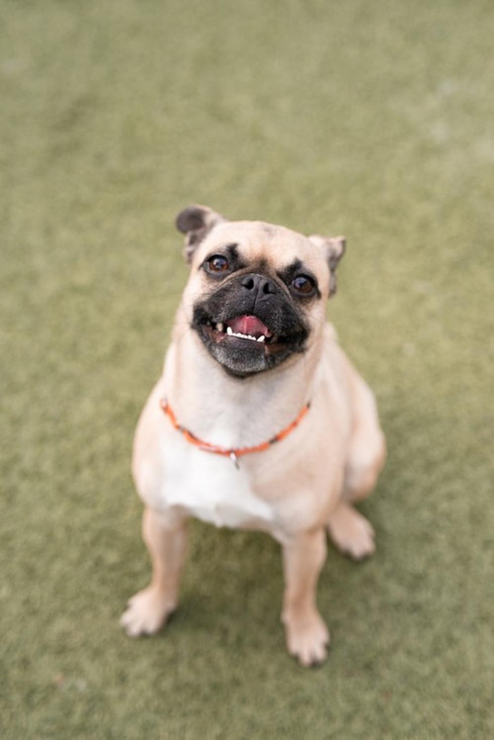 Meet Emma, the Happy Pug and Other Adoptable Pets in Wenatchee