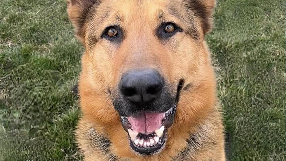 Handsome German Shepherd Apollo Needs A Home in Wenatchee Area
