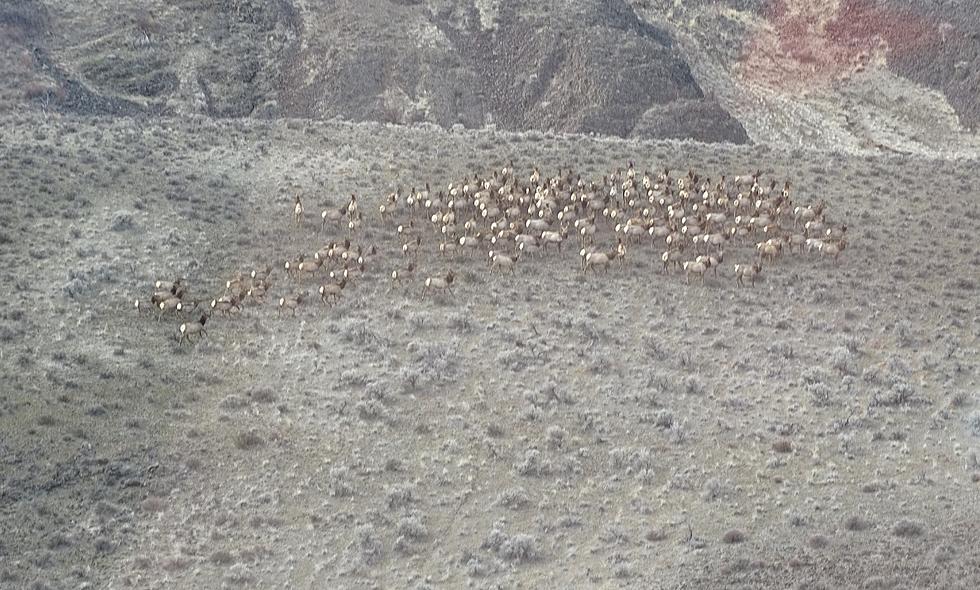 Elk Herd Counts Happening Near Ellensburg This Week