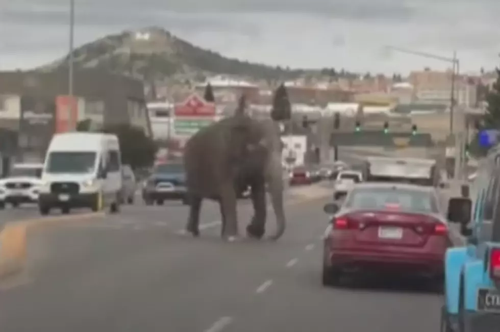 Circus Elephant Escapes In Butte, MT