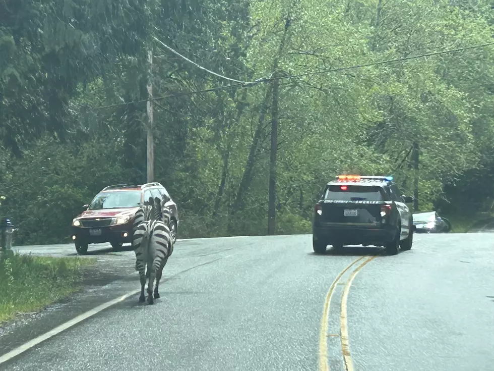 Zebras Get Loose From Truck On I-90 Sunday Afternoon