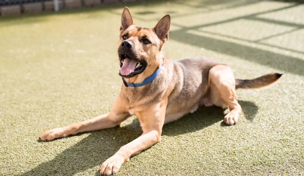 Meet Wilkens and Other Adoptable Dogs at Wenatchee Humane Society