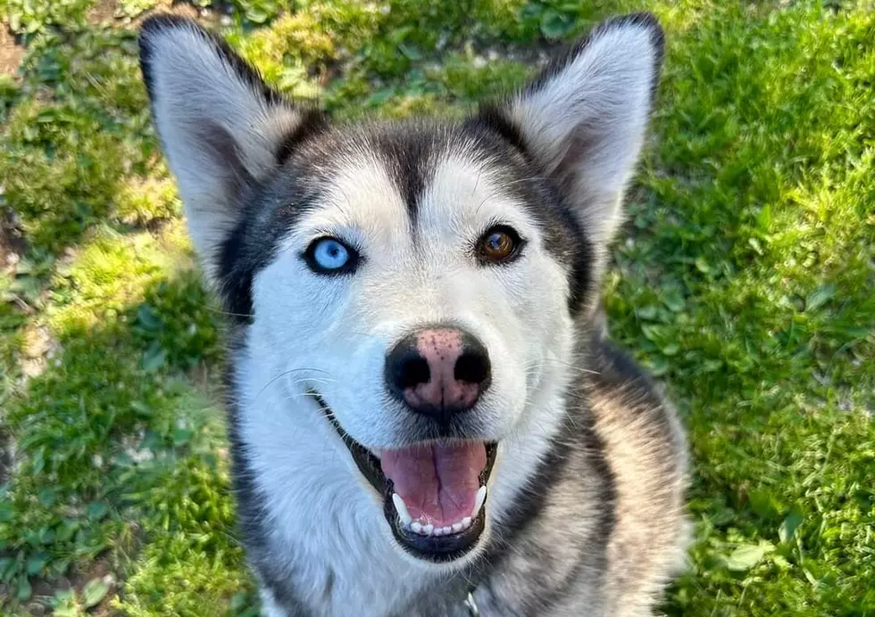 Beautiful Blue-Eyed BelAir is the Wenatchee Pet of the Week