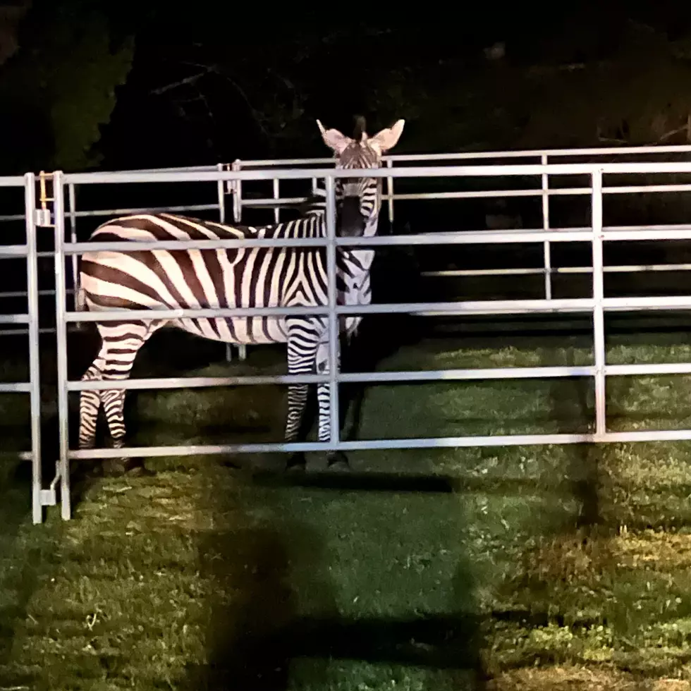 Fourth Zebra Captured Five Days After I-90 Escape From Trailer