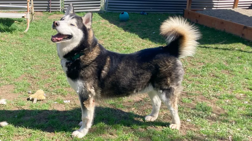 Meet Owen, The Friendly Malamute Looking For A Home