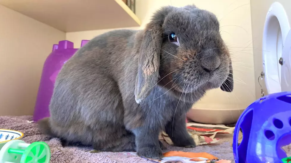 Meet Bunnelby, The Charming Rabbit Looking For A New Home