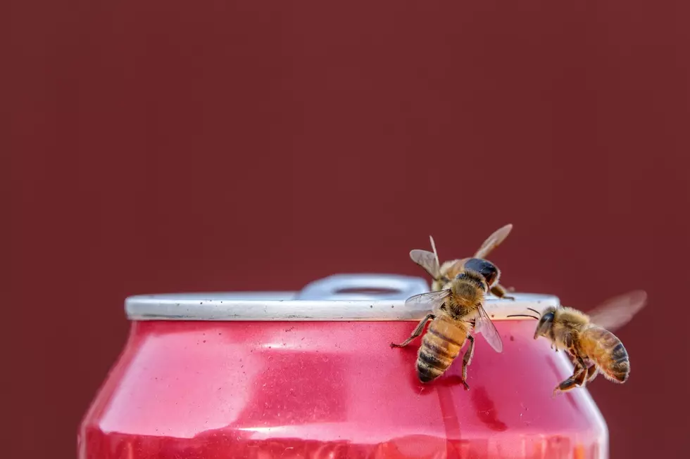 Stinging Insect Survival Guide for Summer in Washington