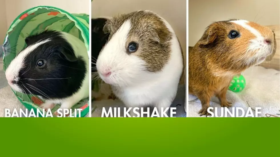 Trio of Brothers at Wenatchee Humane Society Need a New Home