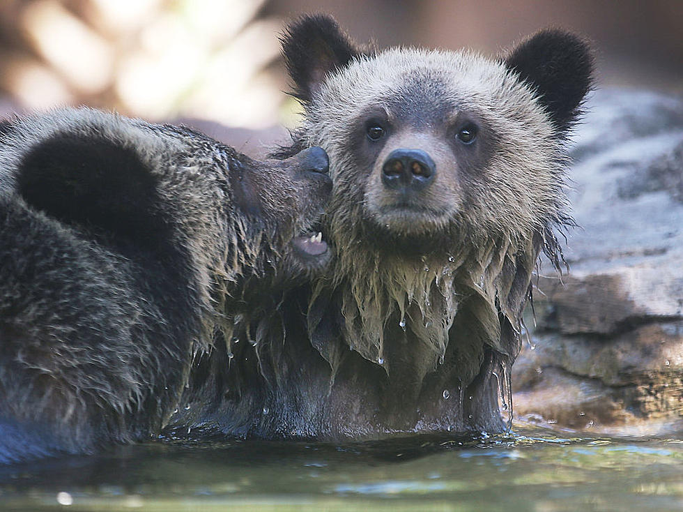 Grizzlies are coming back to the North Cascades
