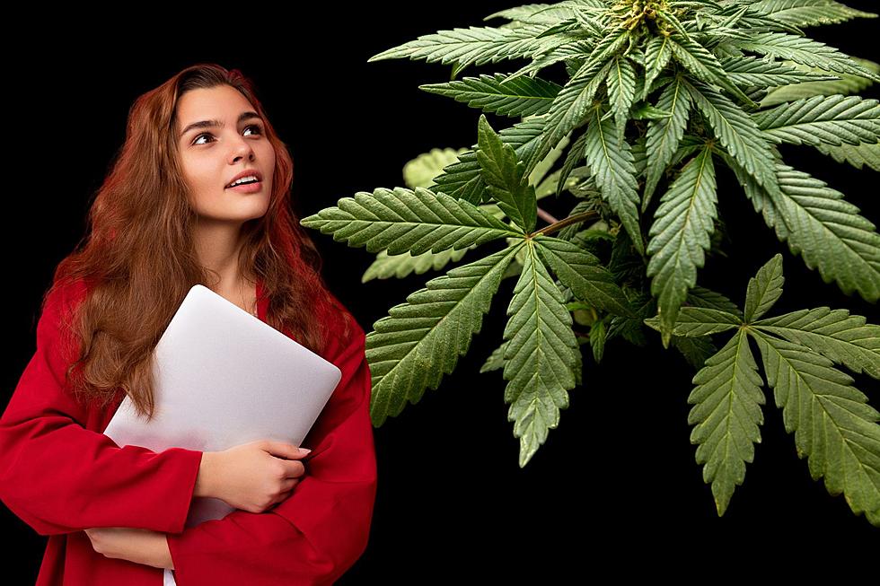Compassionate Cannabis: New Study Finds Regular Marijuana Boosts 