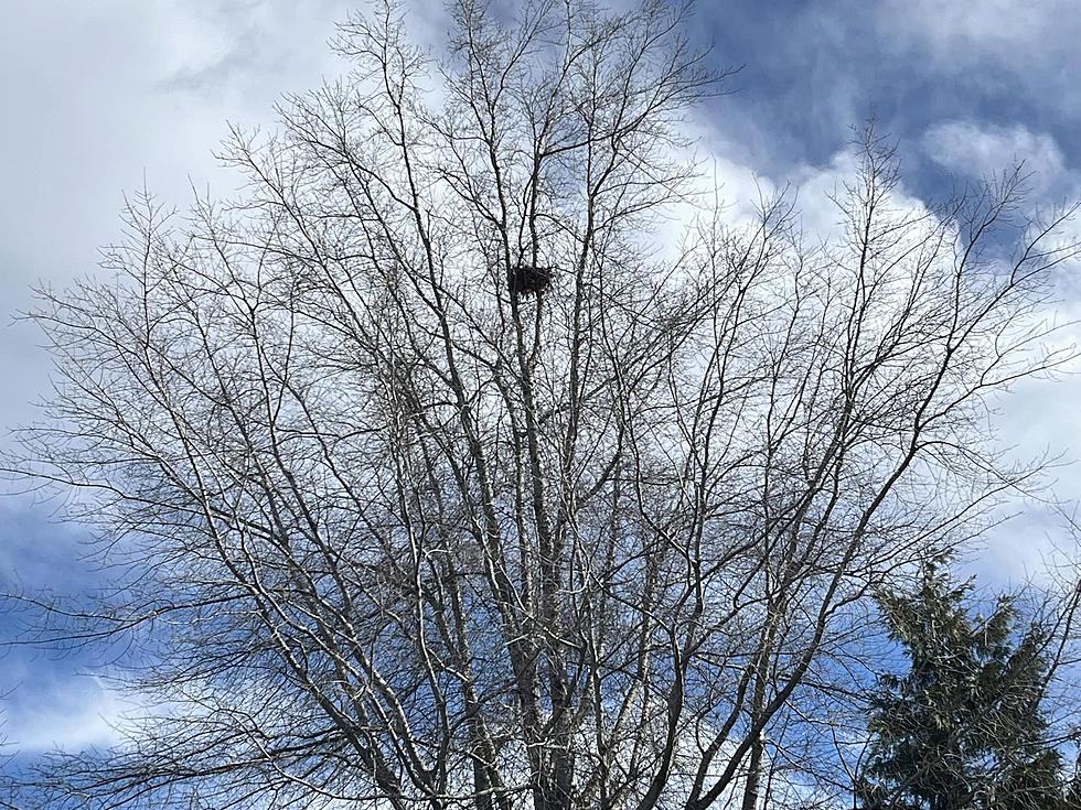 The Ball Of Leaves in Your WA Tree Isn’t a Bird Nest